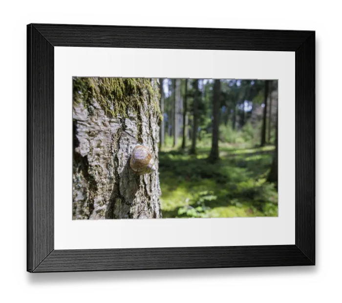 Framed Print : Close-up of a snail on a moss-covered tree trunk in the forest Framed Print : Close-up of a snail on a moss-covered tree trunk in the forest
