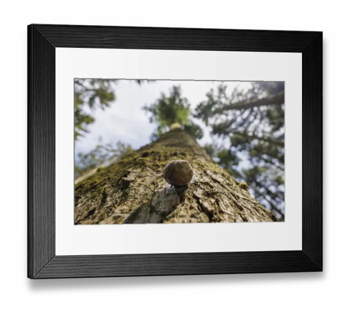Framed Print : Snail on a tree trunk seen from a frog's eye view in a wooded area