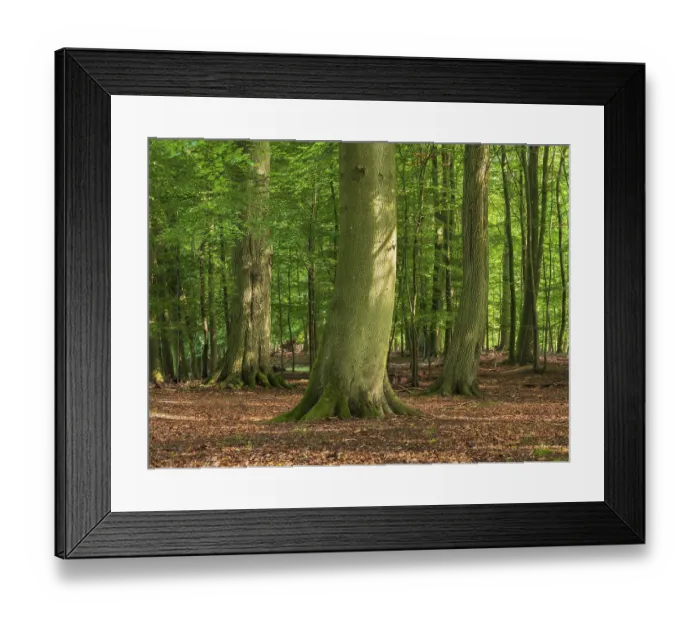 Framed Print : Old sunny beech forest near the Ivenacker Eichen