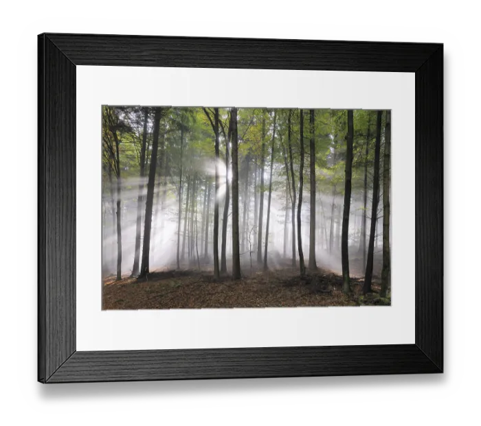Framed Print : Sunbeams, forest, fog, sunbeam Framed Print : Sunbeams, forest, fog, sunbeam