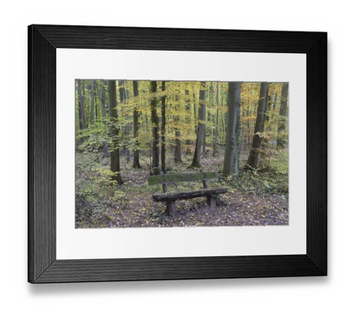 Framed Print : Bench in autumn forest Framed Print : Bench in autumn forest