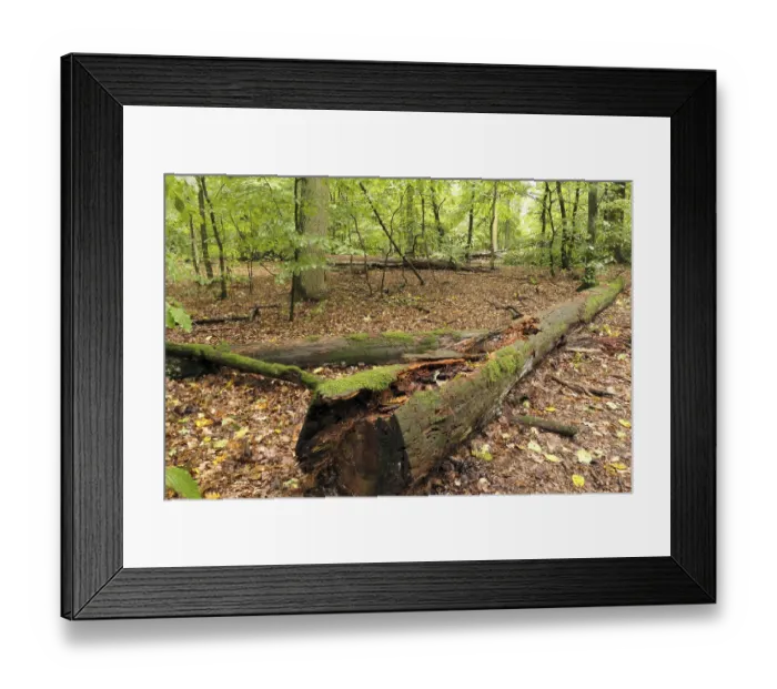 Framed Print : Old tree trunk in autumn forest Framed Print : Old tree trunk in autumn forest