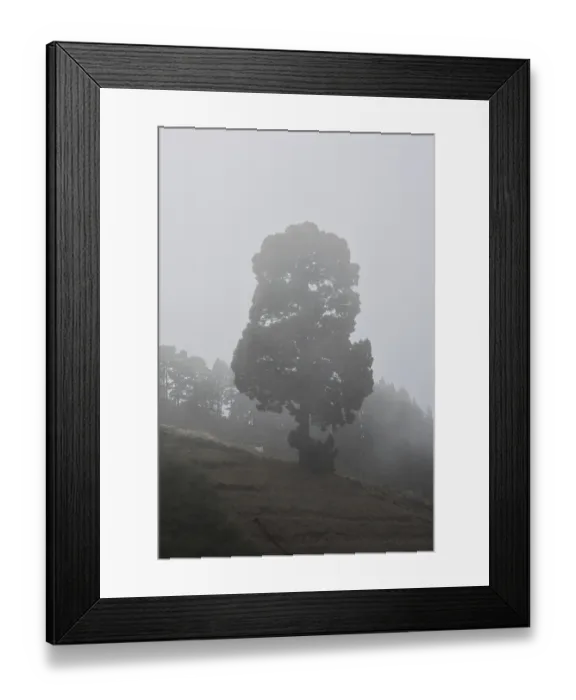 Framed Print : Atmospheric pine forest road in fog Framed Print : Atmospheric pine forest road in fog