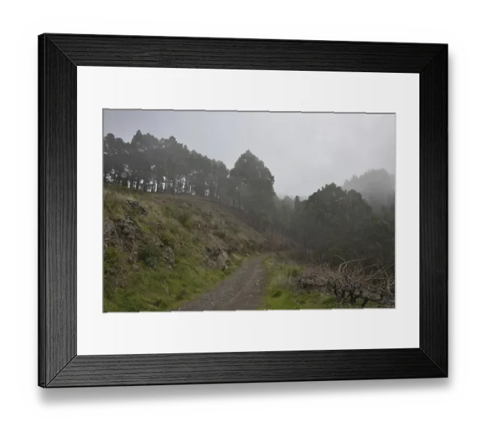 Framed Print : Atmospheric pine forest road in fog Framed Print : Atmospheric pine forest road in fog