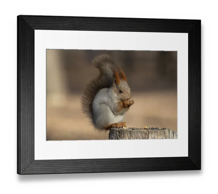 Framed Print : Squirrel in a park. Krasnodar. Russia