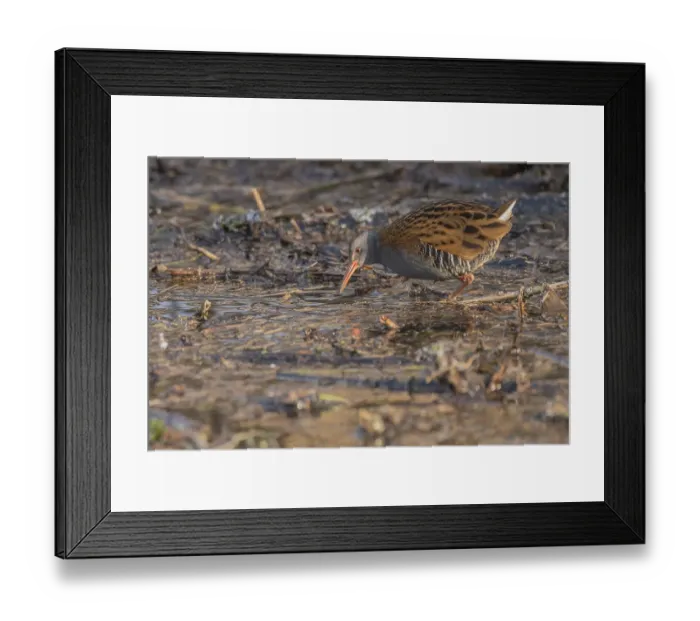 Framed Print : Water rail (Rallus aquaticus) walks along a branch at the edge of the water in the moor Framed Print : Water rail (Rallus aquaticus) walks along a branch at the edge of the water in the moor