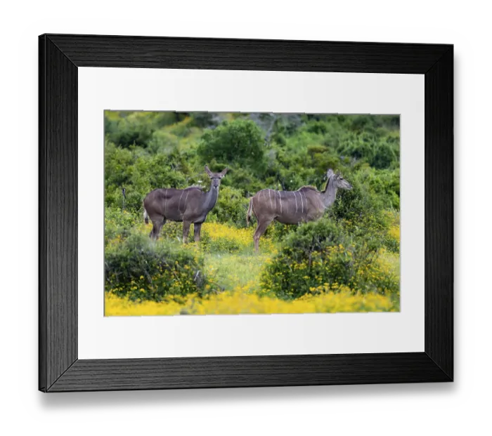 Framed Print : Greater kudu (Tragelaphus strepsiceros)