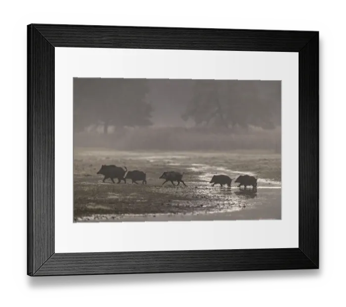 Framed Print : A wild boar (Sus scrofa) and its young disappear into the nearby reed belt at a pig's gallop Framed Print : A wild boar (Sus scrofa) and its young disappear into the nearby reed belt at a pig's gallop