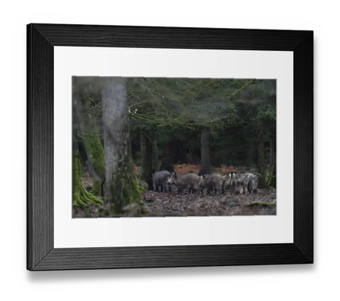Framed Print : A wild boar (Sus scrofa) and its young are looking for a thicket to spend the day well protected and safe Framed Print : A wild boar (Sus scrofa) and its young are looking for a thicket to spend the day well protected and safe