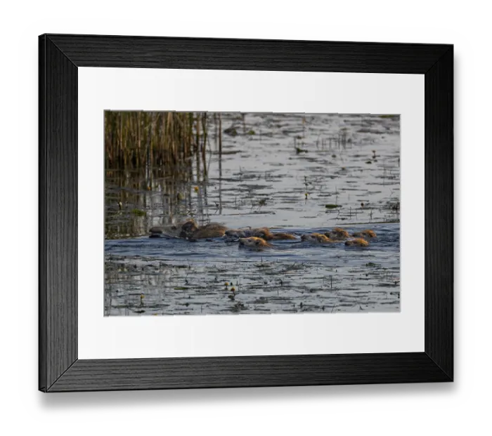 Framed Print : Two wild boar (Sus scrofa) swimming with their young through a pond