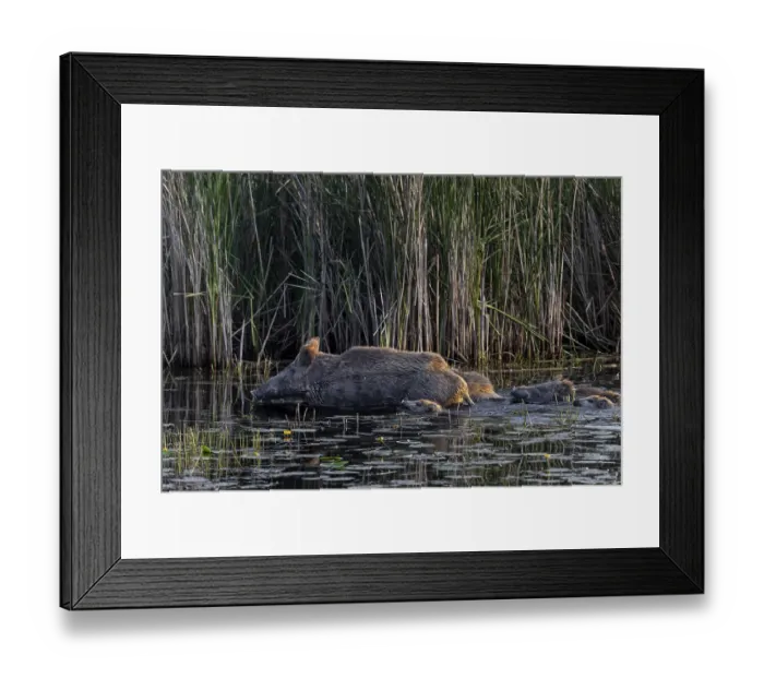 Framed Print : While the wild boar (Sus scrofa) already has solid ground under its shells