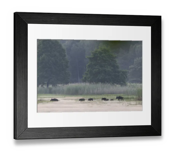 Framed Print : A herd of wild boar (Sus scrofa) Framed Print : A herd of wild boar (Sus scrofa)