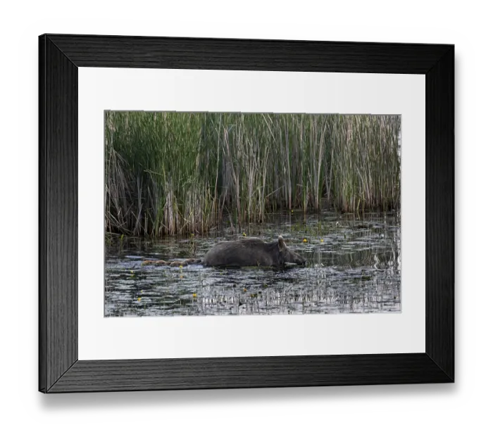Framed Print : Swimming is not a problem for young animals (Sus scrofa) Framed Print : Swimming is not a problem for young animals (Sus scrofa)
