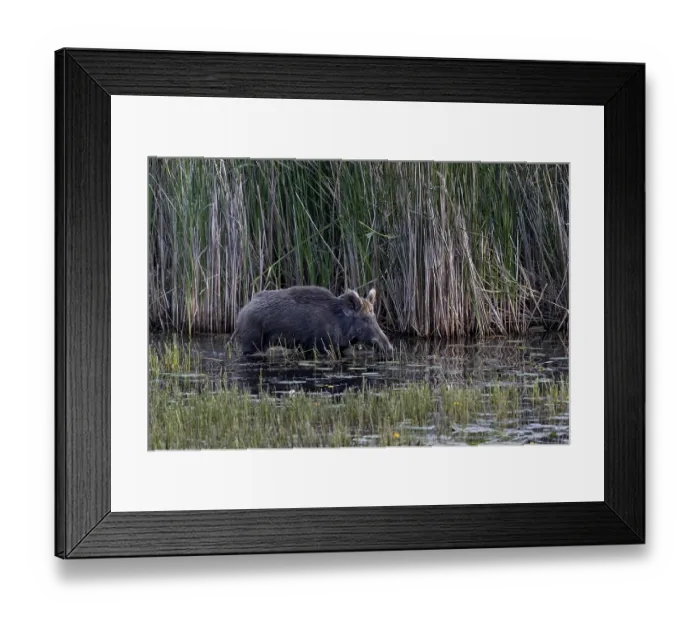 Framed Print : While the wild boar (Sus scrofa) still has solid ground under its shells
