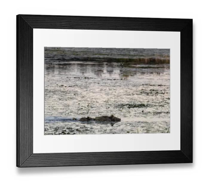 Framed Print : At dusk, wild boars (Sus scrofa) become active Framed Print : At dusk, wild boars (Sus scrofa) become active
