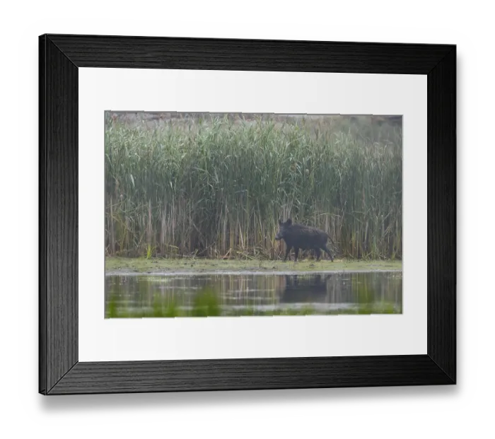 Framed Print : Wild boar (Sus scrofa) in front of a reed belt