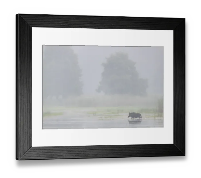 Framed Print : Suddenly a wild boar (Sus scrofa) emerges from the reed belt Framed Print : Suddenly a wild boar (Sus scrofa) emerges from the reed belt