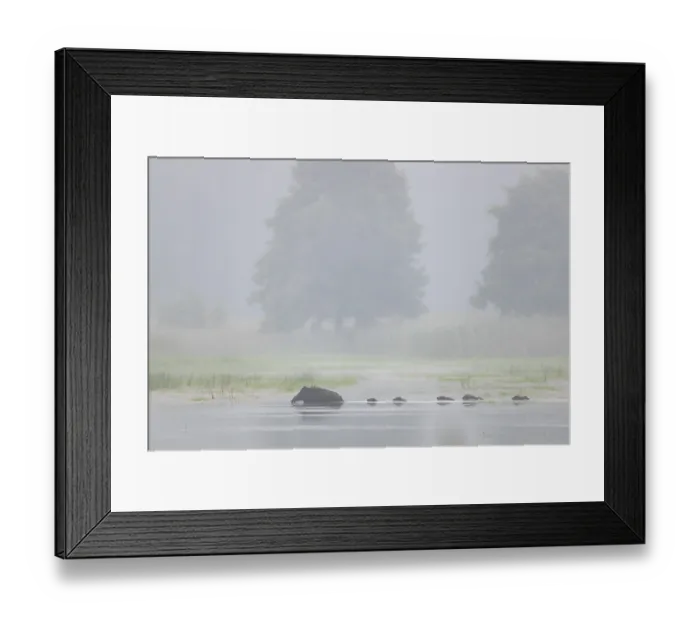 Framed Print : The wild boar (Sus scrofa) has no regard for the depth of the water