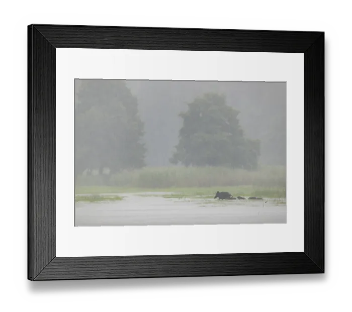 Framed Print : In the pouring rain, a wild boar (Sus scrofa) crosses a pond with its young