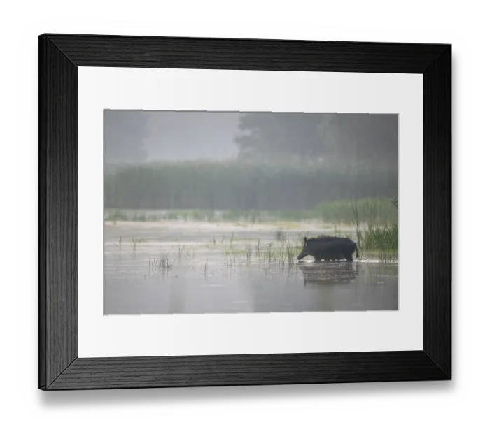 Framed Print : The wild boar (Sus scrofa) crosses a pond