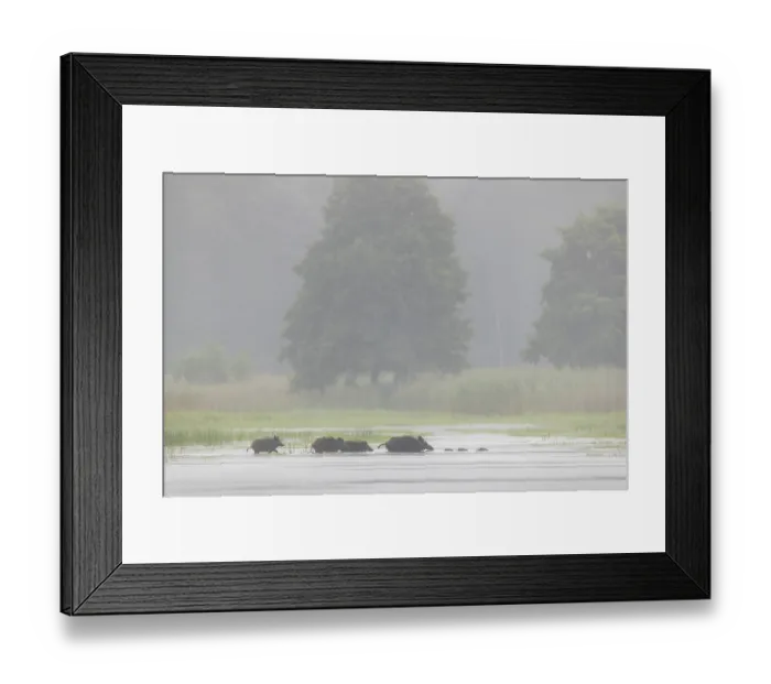 Framed Print : A small herd of wild boars (Sus scrofa) crosses a pond