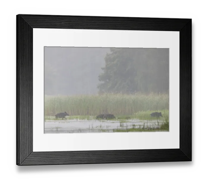 Framed Print : A few metres in front of reaching the reed belt