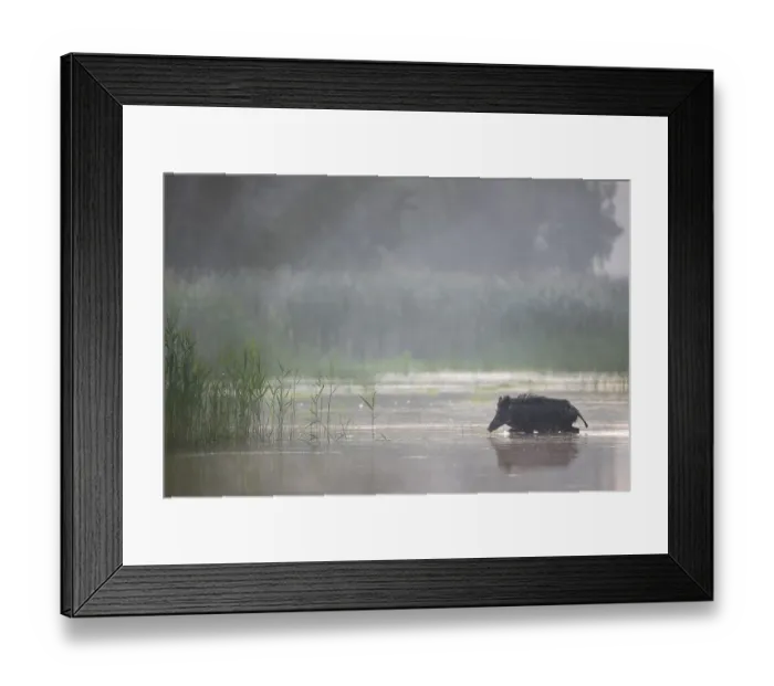 Framed Print : The wild boar (Sus scrofa) heads purposefully for an island in the pond