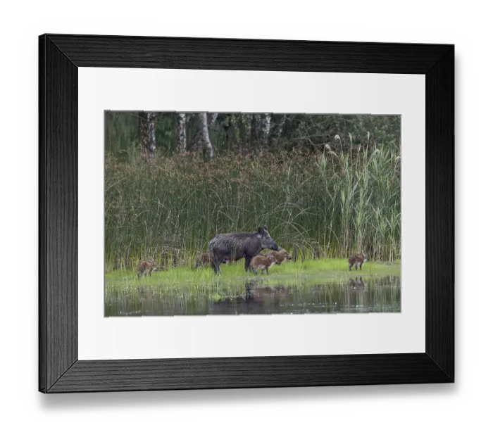 Framed Print : A wild boar (Sus scrofa) appears on the bank of a pond with its still very young offspring