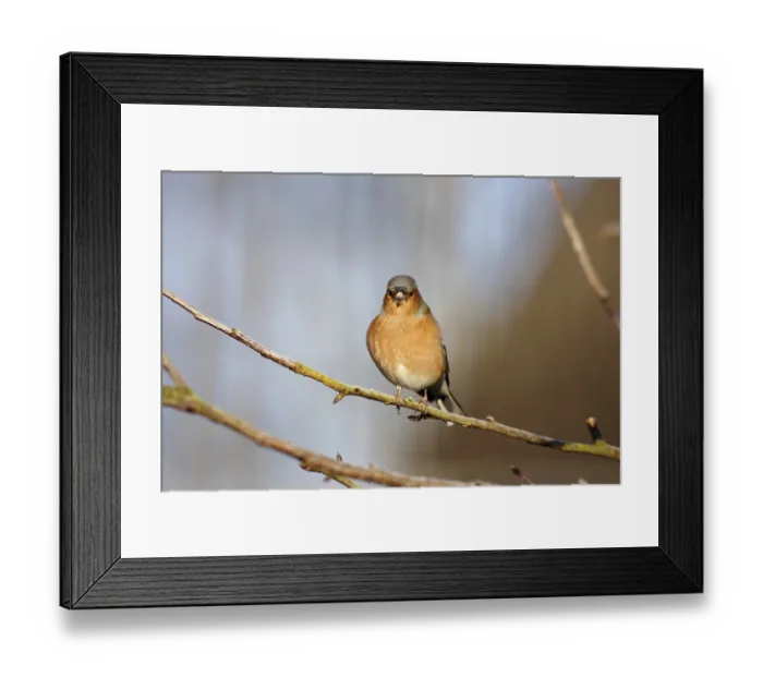 Framed Print : Chaffinch (Fringilla coelebs), male Framed Print : Chaffinch (Fringilla coelebs), male
