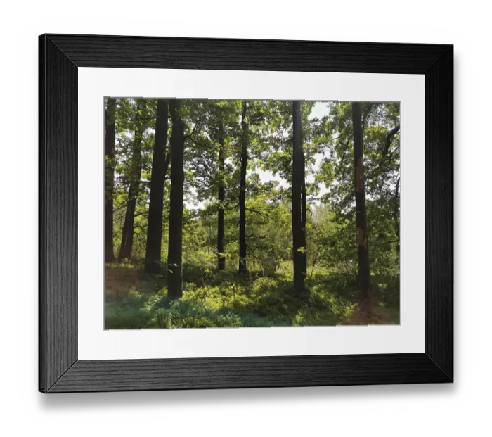 Framed Print : Light forest with tall trees through which sunlight falls