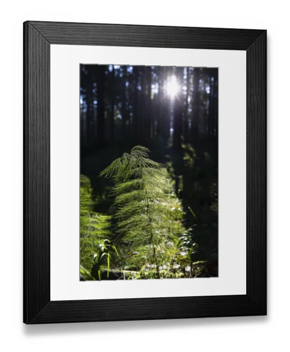 Framed Print : Horsetail (Equisetum) in coniferous forest in sunlight