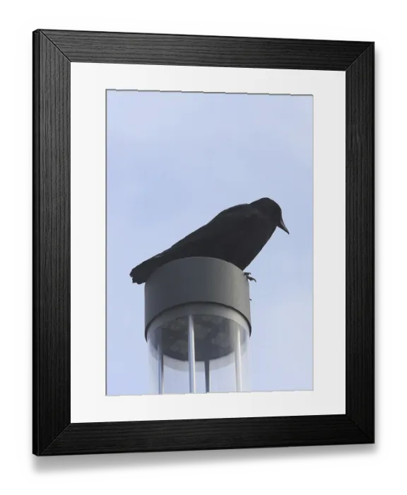 Framed Print : Raven crow (Corvus corone), on a lantern Framed Print : Raven crow (Corvus corone), on a lantern
