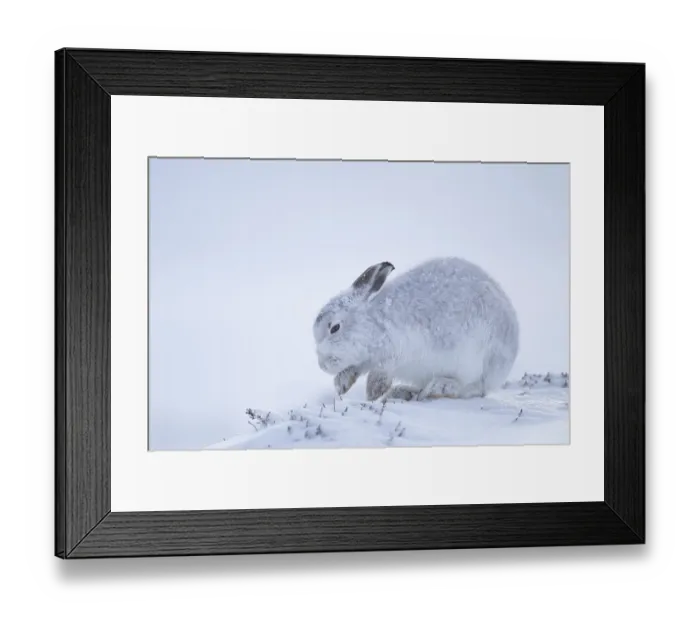 Framed Print : Mountain hare (Lepus timidus) adult mammal in winter coat searching for food on a snow covered mountain Framed Print : Mountain hare (Lepus timidus) adult mammal in winter coat searching for food on a snow covered mountain