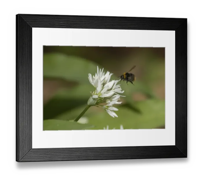 Framed Print : White tailed bumblebee (Bombus lucorum) Framed Print : White tailed bumblebee (Bombus lucorum)