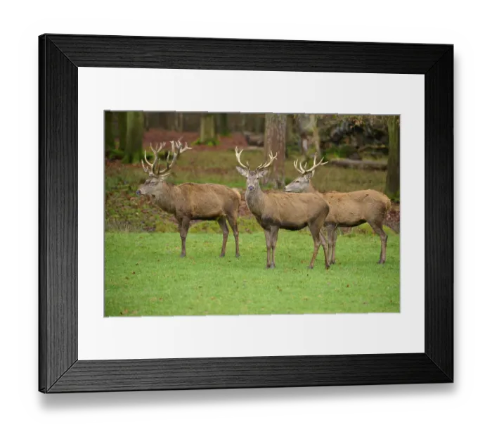 Framed Print : Three stags with large antlers on a green meadow in an autumnal forest