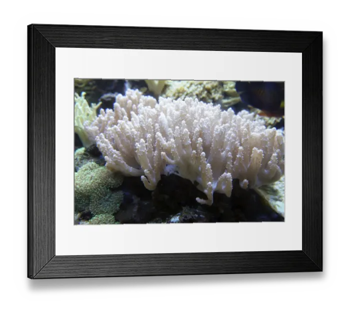 Framed Print : Coral Framed Print : Coral