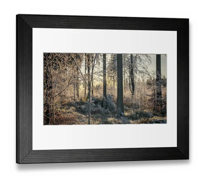 Framed Print : The sun shines through frosty trees in the forest and creates a peaceful atmosphere Framed Print : The sun shines through frosty trees in the forest and creates a peaceful atmosphere