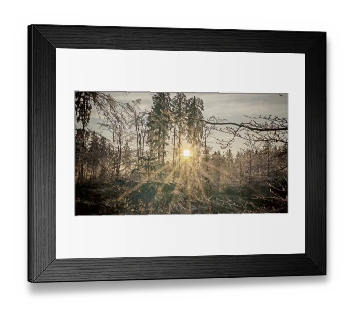 Framed Print : A quiet winter forest, illuminated by the last rays of sunshine of the day