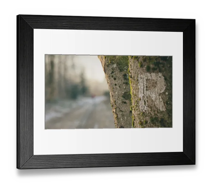 Framed Print : The focus is on tree bark covered with moss