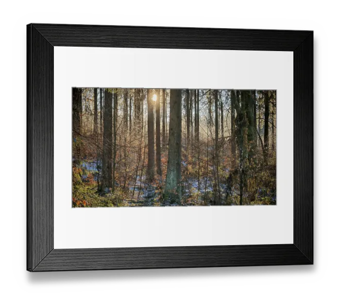 Framed Print : Winter forest with warm light falling on the ground through the trees