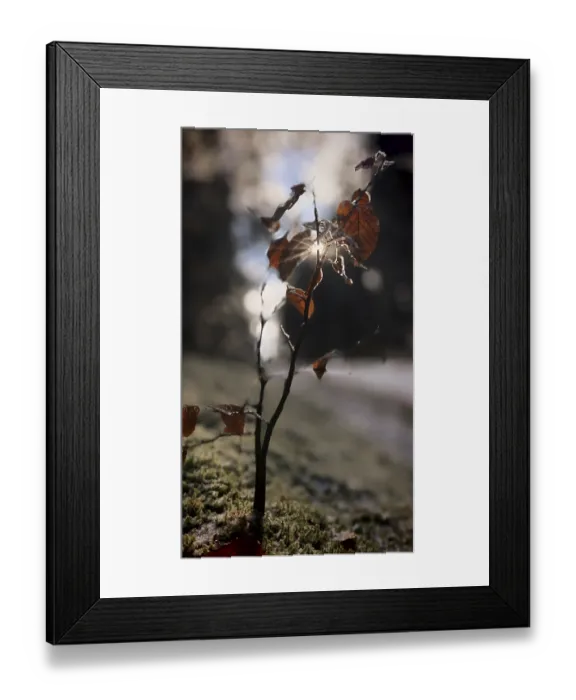 Framed Print : A branch of a small beech (fagus) with dry leaves in close-up