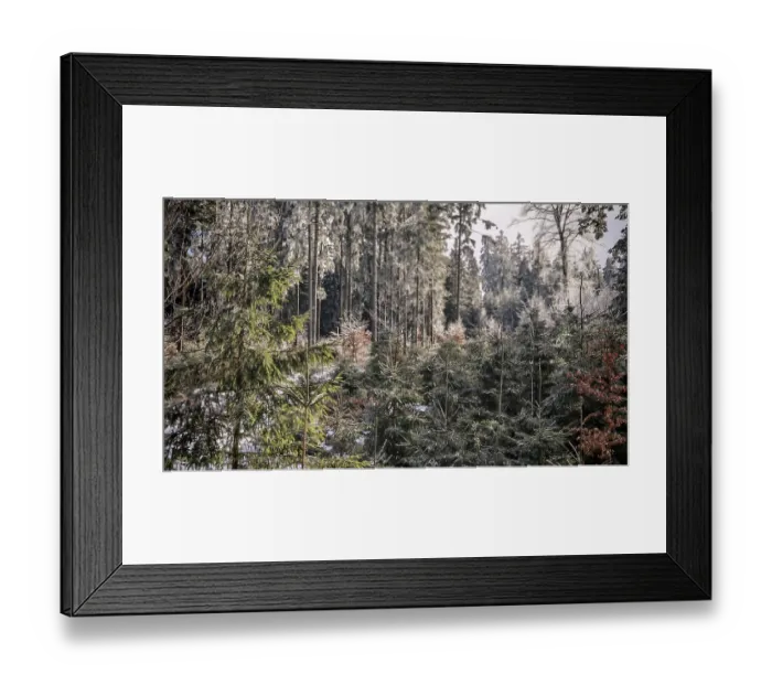 Framed Print : Winter forest view with snow-covered trees and quiet atmosphere Framed Print : Winter forest view with snow-covered trees and quiet atmosphere