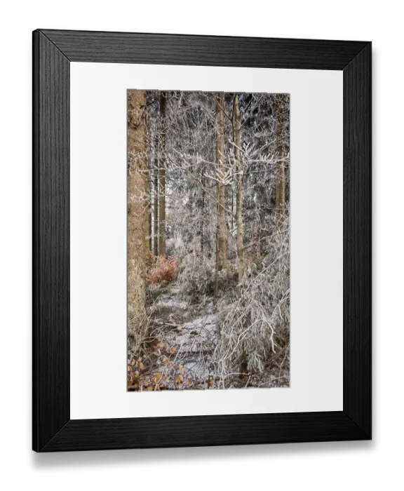 Framed Print : A forest covered with ice shows a variety of winter textures