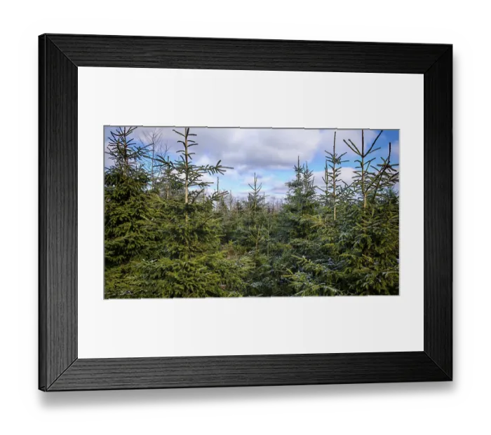 Framed Print : Dense fir forest (abies) under a cloudy Framed Print : Dense fir forest (abies) under a cloudy