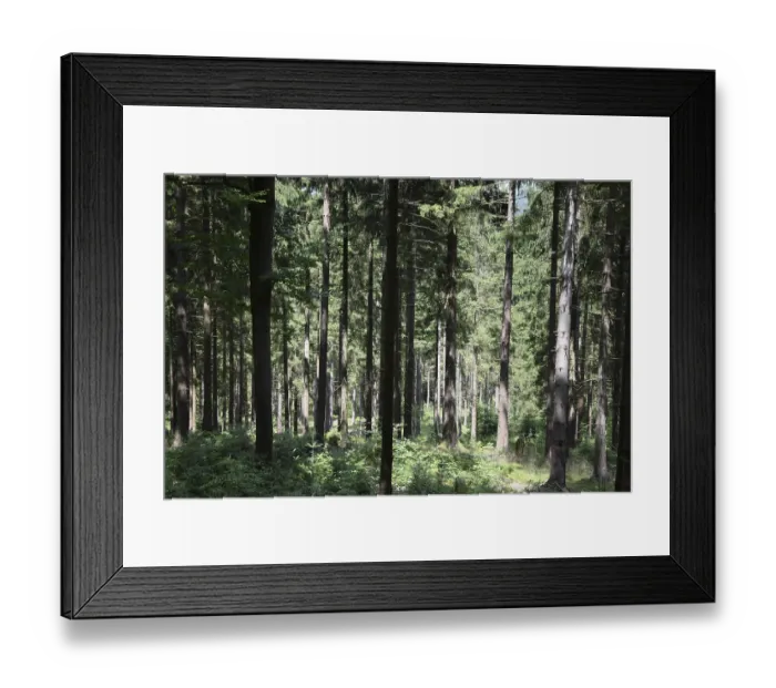 Framed Print : Coniferous forest Framed Print : Coniferous forest