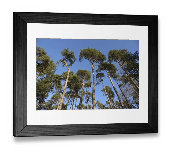 Framed Print : Pine forest