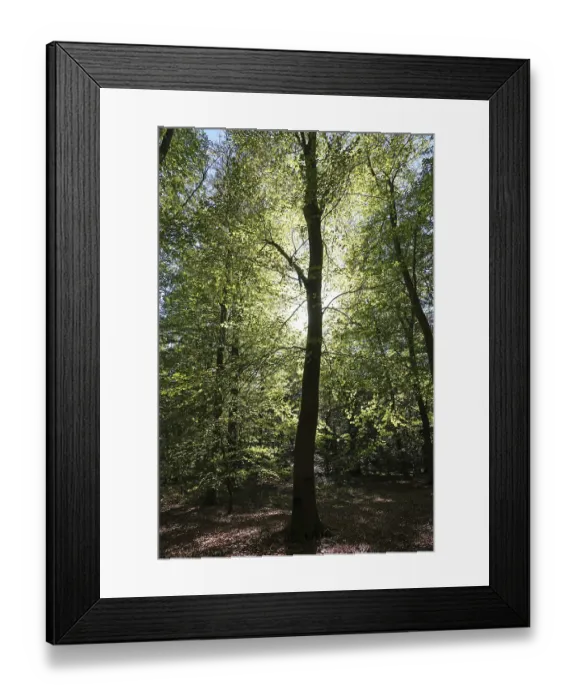 Framed Print : Beech forest with sun Framed Print : Beech forest with sun