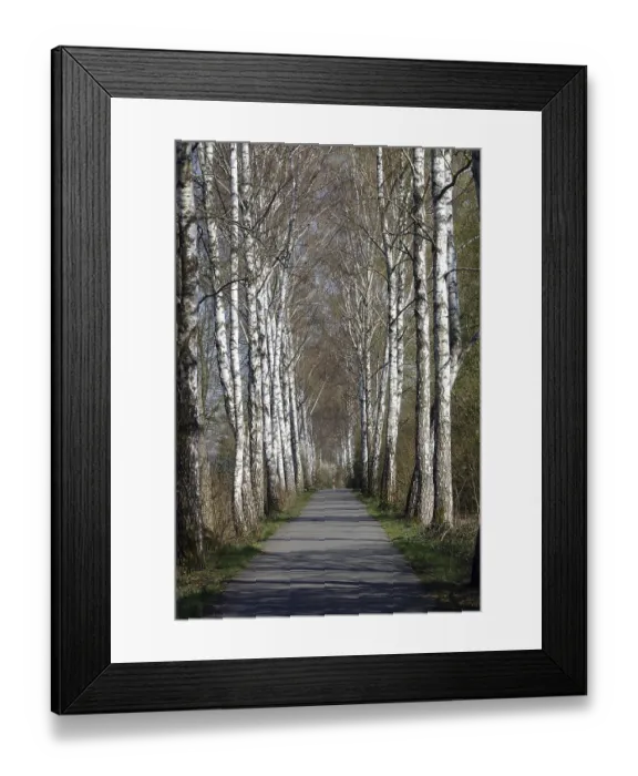 Framed Print : Birkenallee