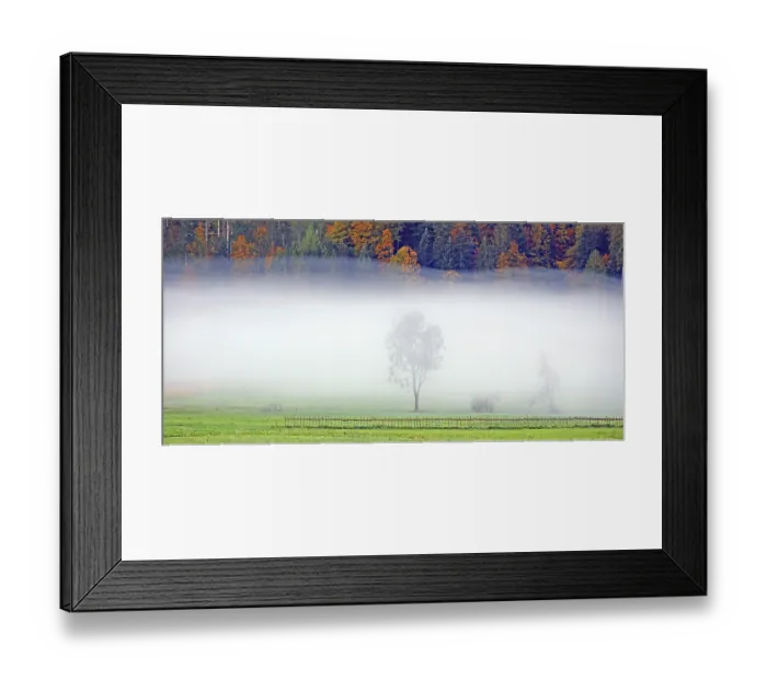 Framed Print : Tree in fog near Bizau Framed Print : Tree in fog near Bizau
