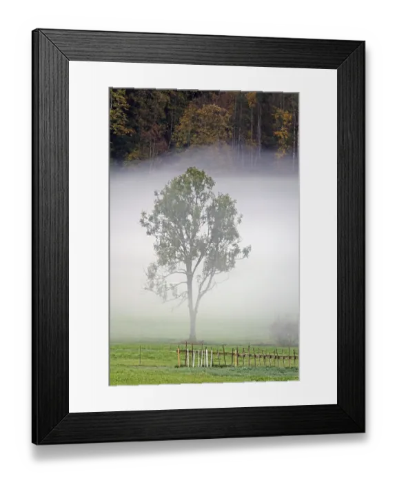 Framed Print : Tree in fog near Bizau Framed Print : Tree in fog near Bizau